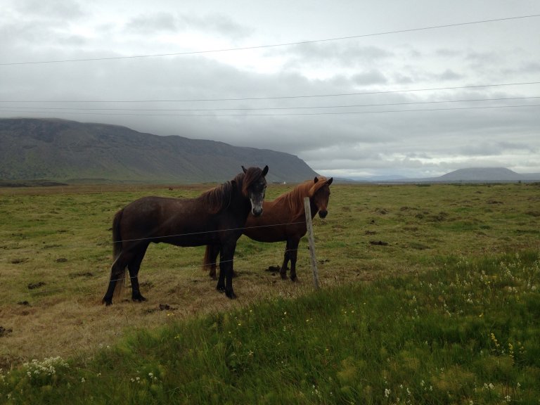 Icelandic horses in Selfoss
